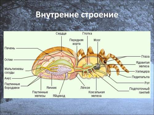 (a) Трахеи насекомых и пауков представлены дыхательными трубочками. Назовите различия в строении эти