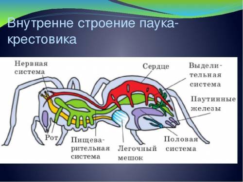 (a) Трахеи насекомых и пауков представлены дыхательными трубочками. Назовите различия в строении эти