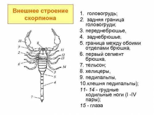 Ребят, дайте нормальный рисунок внешнего вида скорпиона, для биологии нужно(​