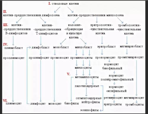 Сравнительная таблица стволовых клеток