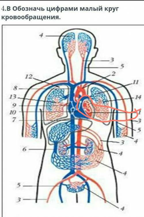 Обозначь цифрами малый круг кровообращения. ​