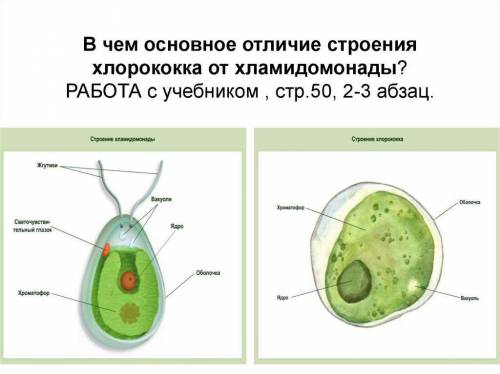 Хламидомонада и хлорелла как выглядят? очень нужно