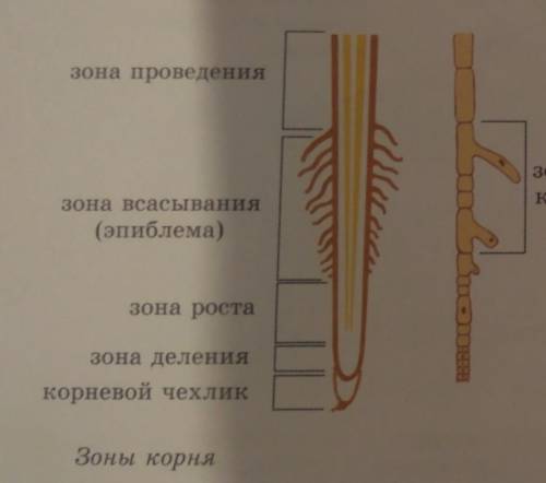 Как распределены зоны корня от кончика к стеблю? * Чехлик, деления, роста, всасывания, проведенияЧех
