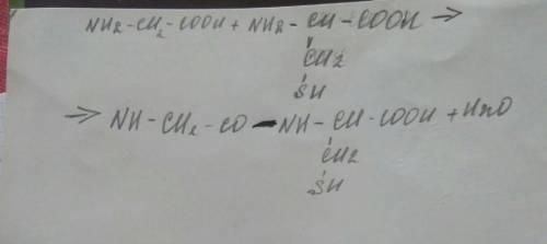 Напишите уравнение реакции образования дипептида в результате взаимодействий аминоскислот(аланина и