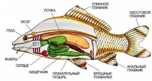 Внутреннее строение рыбы ​