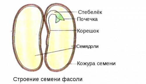 Каково строение семян фасоли?​