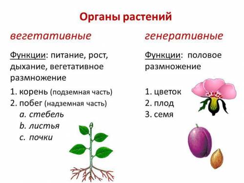 Какое размножение называется вегетативным, а какое генеративным?​