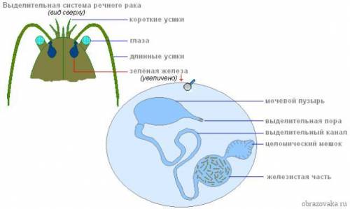 Выводящие протоки выделительной системы у речного рака находятся А)на голове Б)по бокам головогруди