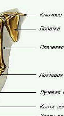 . Укажите кости пояса верхней конечности человека: А) Кости пясти Б) Лучевая В) Лопатка Г) Ключица Д