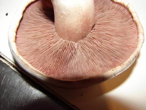 Выписать определения с примерами виды грибов – трубчатые, пластинчатые грибы. ​