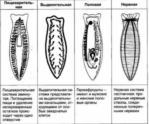 Система органов плоских червей