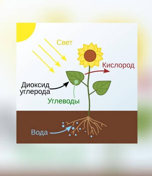 ПОМГИТЕ НУЖНОО ДАМ ЛУЧШИЙ ОТВЕТ И 5 ЗВЁЗД​