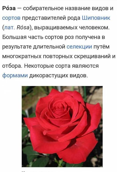 Секрет создания красной розы?​