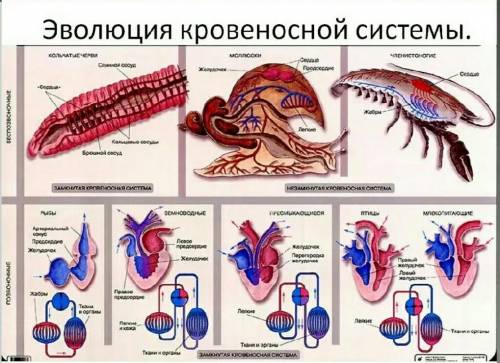 Объясните, как происходила эволюция систем органов членистоногих на примере кровеносной системы ​