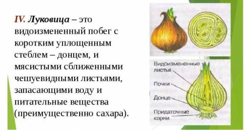 Доклад по биологии на тему луковицы