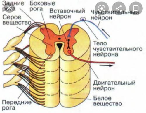 Схема головного и спинного мозга пожайлуста