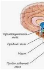 Схема головного и спинного мозга пожайлуста