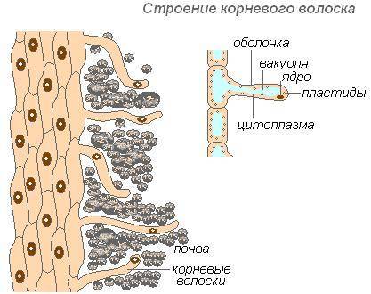 6. Корневые волоски – это: Одна вытянутая живая клетка; одна вытянутая мёртвая клетка; Огруппа мёртв