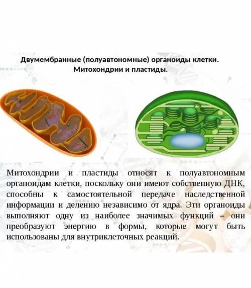 Почему митохондрии и хлоропласты= полуавтономные органоиды клетки​