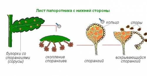 У щитовника мужского из споры развивается: А. Взрослое растение Б. Гаметофит В. Спорангий со спорам