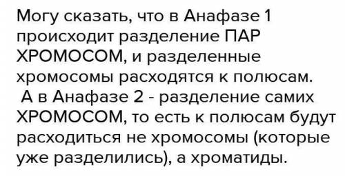 Сравните 1 и 2 анафазу очень