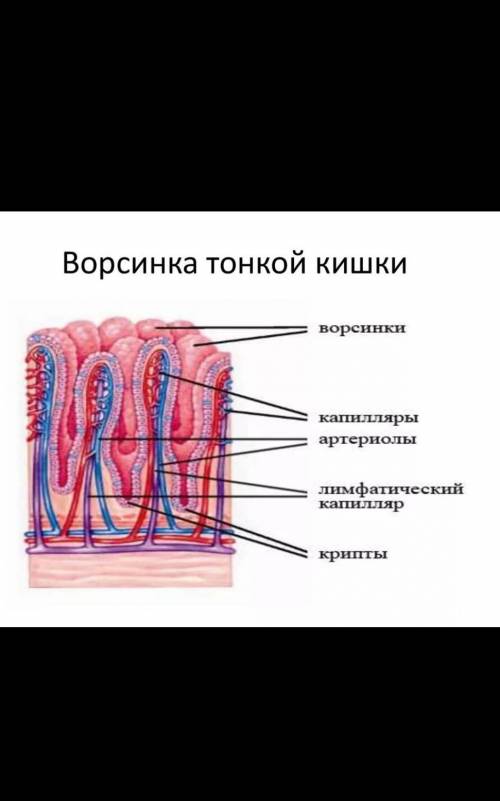 ответьте на вопросы к рисунку: 1. Что изображено? Назовите все элементы, обозначенные цифрами на рис