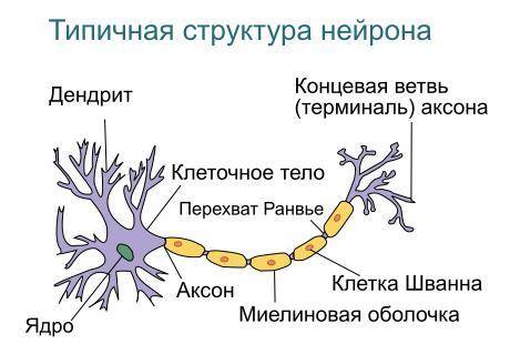 Зарисуй структуру нейрона, подпиши его части​