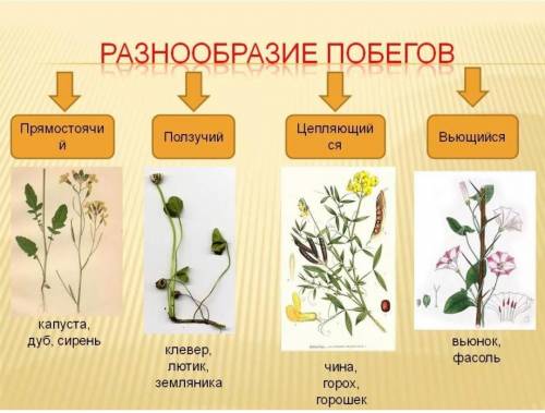 Предложите принципы классификации видов побегов. Распределите их по группам в соответствии с этими п