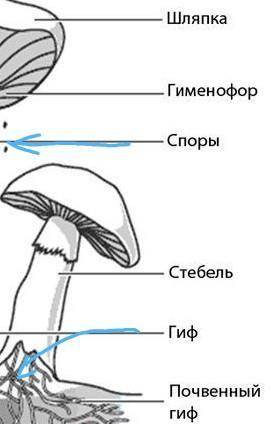 Главные 4 части шляпочного гриба и их функции
