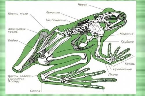 Составьте схему показывающий скелет земноводных​