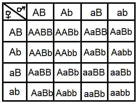решить задачку на скрещивание дигетерозигот AaBb x AaBb, если A - серая окраска ленивца, а - коричне