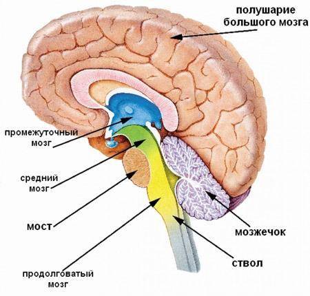 Какие отделы головного мозга относятся к стволу мозга Укажите буквы и названия отделов​