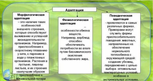 Чем отличается физиологические при от морфологических​