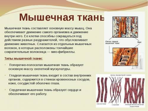 Охарактеризовать строение и функции мышечной ткани?