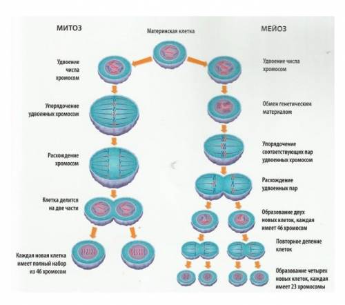 Сравните клеточное деления митоз мейоз.В чём заключается биологическая сущность мейоза?
