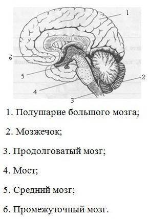 2.Заполните таблицу Отделы головного мозга Где расположен Выполняемая функция Передний мозг Промежу