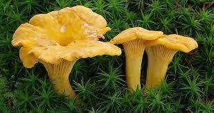Какой гриб носит название лесного хищного зверя​