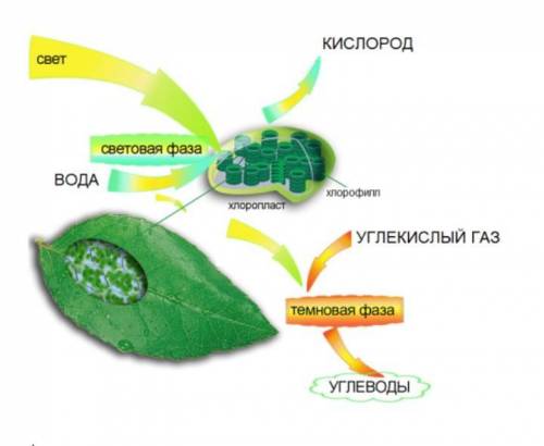 Объясните как проходит процесс фотосинтеза в листьях растений ОТВЕТЬТЕ