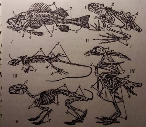 За якими ознаками відрізняється будова скелетів різних хребетних тварин?
