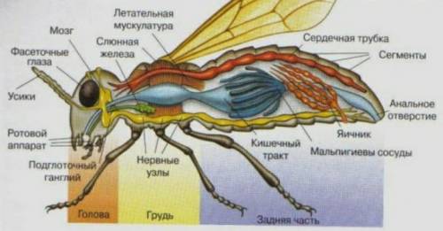 Кровеносная система мухи картинка​