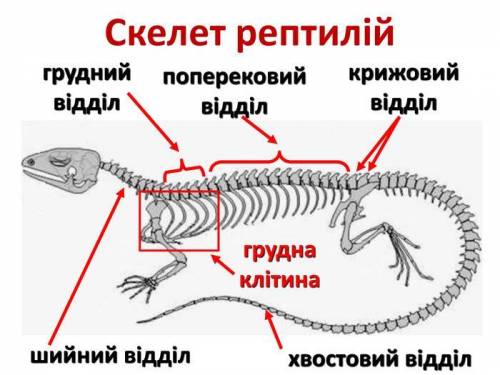 Відділи скелета рептилії , амфібії , ссавців