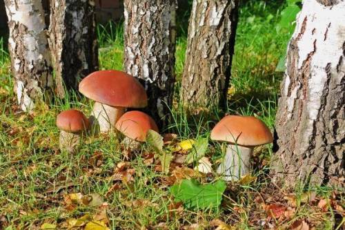 Ксюша Света И Аля собирали грибы Света собрала больше всех 47 грибов а Аля меньше всех 43 гриба они