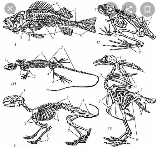 Скелет передних конечностей членистоногие, рыбы, земноводные, пресмыкающийся, птиц, млекопитающих ​
