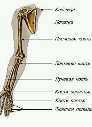 Назовите кости верхней конечности​