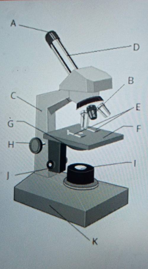 Какая деталь микроскопа обозначена буквой а впр. Макровинт у светового микроскопа. Световой микроскоп строение макровинт. Микровинт и макровинт в микроскопе. Строение микроскопа микровинт.
