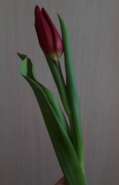 я сказала подруге что мне подарили цветок(не букет а обычный цветок:один тюльпан или роза завернутый