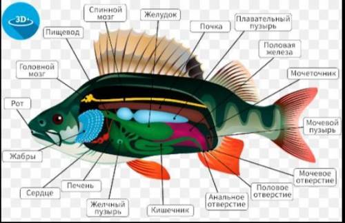 Функция орган чувств у рыбы окуня ​