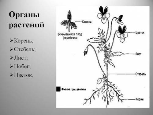 таблица Органы растений (7 органов, 7 функции)
