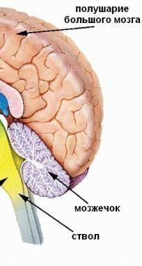 Из чего состоит головной мозг? ​
