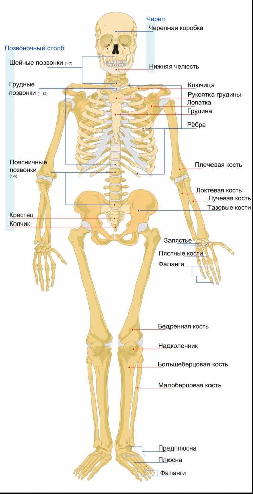 Нарисуйте скелет человека и подпишите недостающие обьекты​